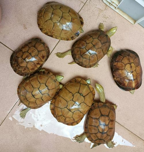 巴西红耳龟真鳄龟等水龟种类多，性格温和或凶猛，适合不同喜好者饲养，正成为受欢迎的宠物（水龟图片有哪些品种）