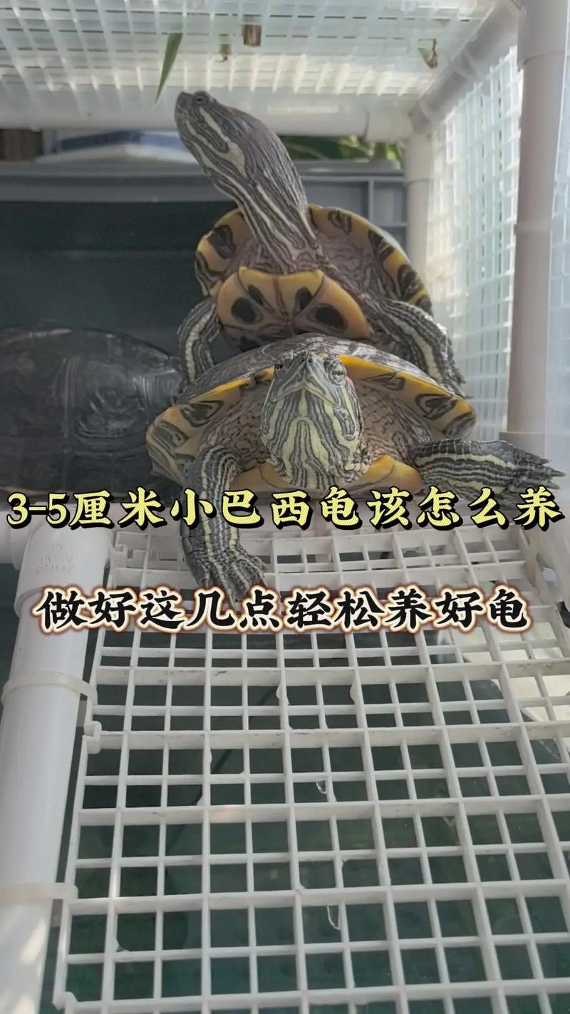 选址喂食换水防逃要点（巴西龟的饲养方法和注意事项）