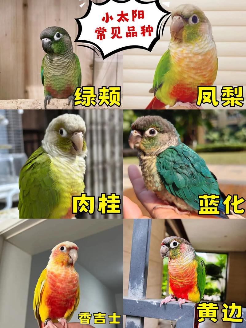 小太阳玄凤虎皮(小鹦鹉宠物品种) 小太阳玄凤虎皮(小鹦鹉宠物品种)