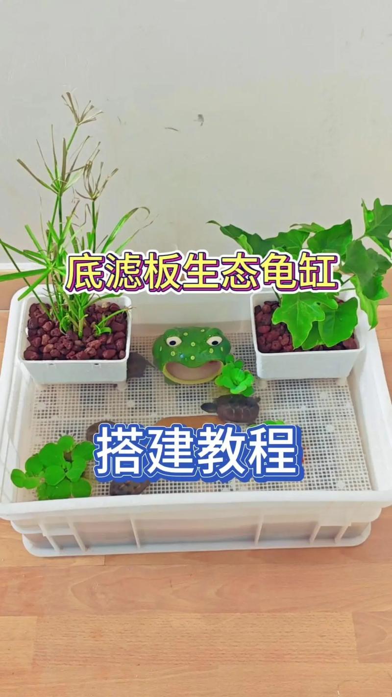 安全舒适的自然家（怎样布置乌龟缸图解）