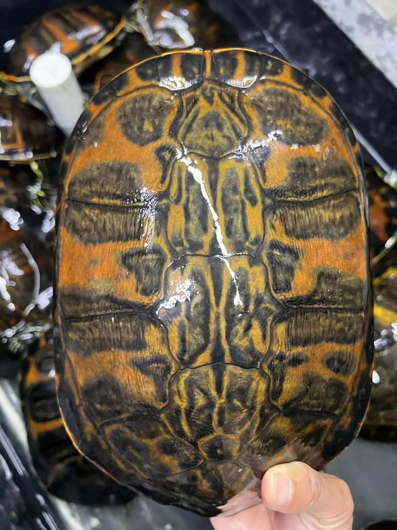 选颜值还是易养?(火焰龟和地图龟龟哪个好) 选颜值还是易养?(火焰龟和地图龟龟哪个好)