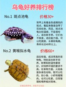 选网红还是国龟？合法饲养责任大！（养龟哪个品种好玩）