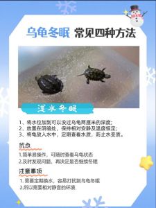 龟被弃养？找领养或救助站，别放生！（家里乌龟不养了咋办）