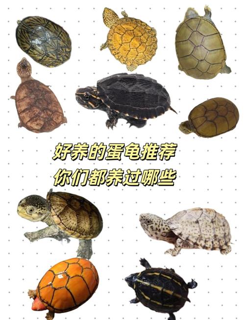 蛋龟品种多,选对好养活(蛋龟品种图片大全) 蛋龟品种多,选对好养活(蛋龟品种图片大全)
