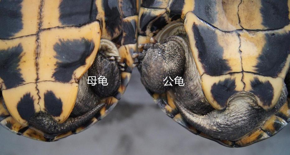 公母龟怎么分?看这几点就够!(乌龟分辨公母方法) 公母龟怎么分?看这几点就够!(乌龟分辨公母方法)