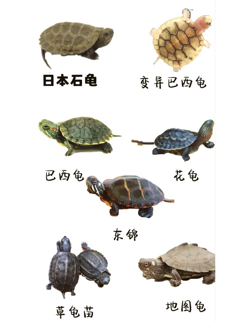 选对乌龟好养活,巴西草龟寿命长(养乌龟养哪个品种好) 选对乌龟好养活,巴西草龟寿命长(养乌龟养哪个品种好)