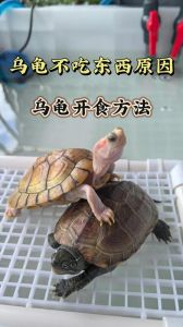乌龟不吃不拉屎怎么办？（乌龟不拉屎但很能吃是怎么回事）