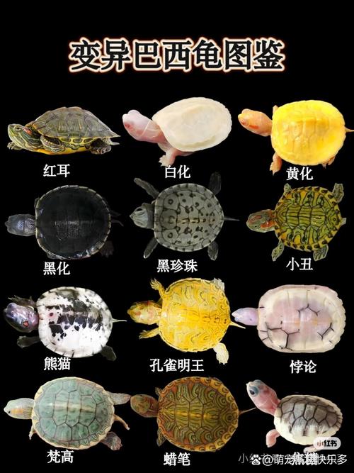 活体黄金,稀少宠物(现在最贵的宠物龟品种) 活体黄金,稀少宠物(现在最贵的宠物龟品种)