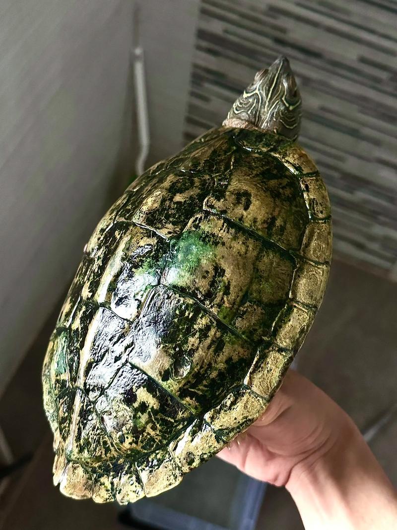 常见淡水龟,寿命15-20年(地图龟都有哪些品种) 常见淡水龟,寿命15-20年(地图龟都有哪些品种)