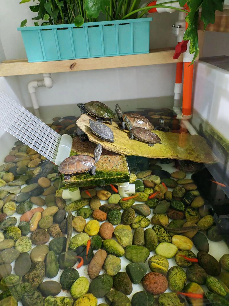养龟需设水陆两区,供其游泳晒太阳呼吸,责任重大(观赏龟能一直放水里吗) 养龟需设水陆两区,供其游泳晒太阳呼吸,责任重大(观赏龟能一直放水里吗)