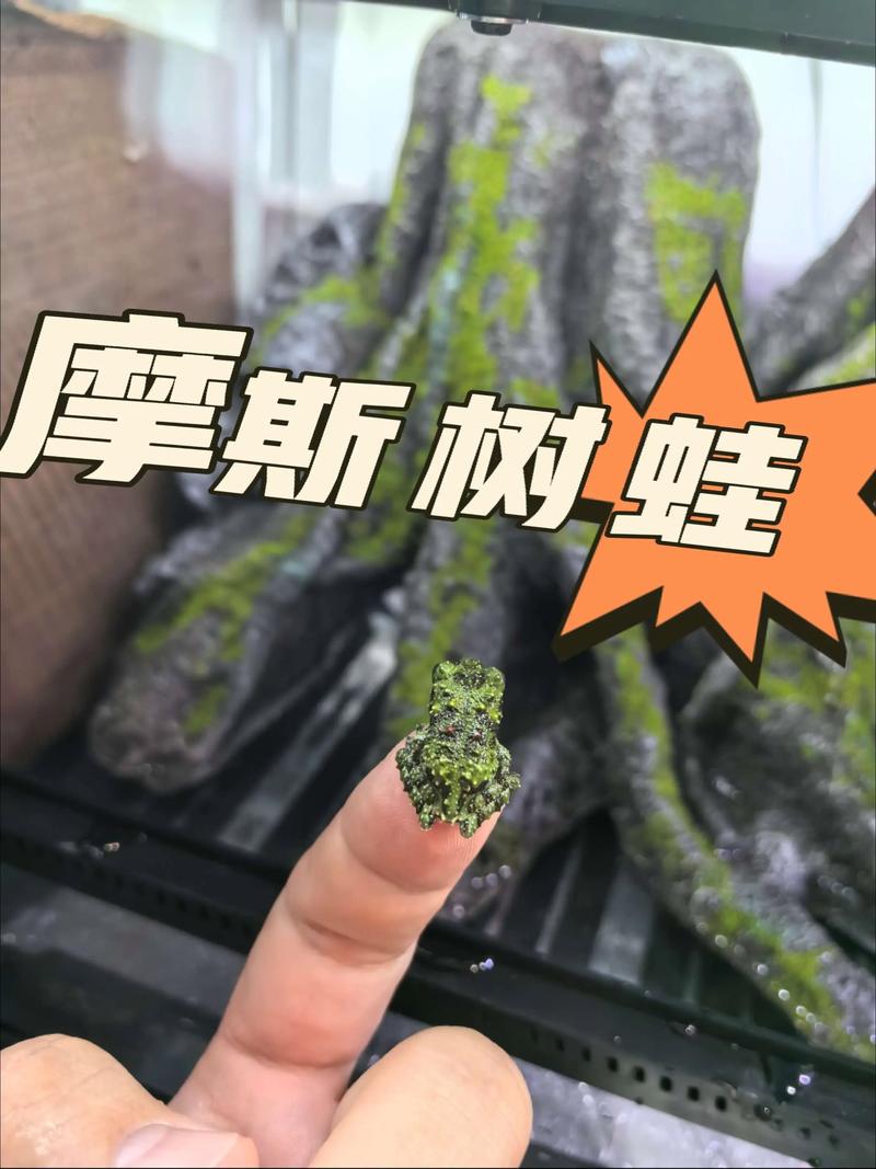 树蛙不吃?温度低加湿,一周喂一次,试试虫子或饲料(树蛙不吃东西怎么办) 树蛙不吃?温度低加湿,一周喂一次,试试虫子或饲料(树蛙不吃东西怎么办)