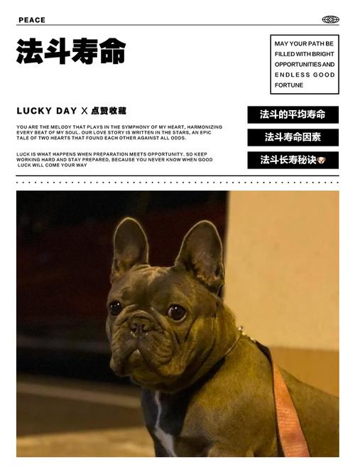 养牛寿命短长看品种饲养,牛健康是关键(一头宠物牛能活多久) 养牛寿命短长看品种饲养,牛健康是关键(一头宠物牛能活多久)