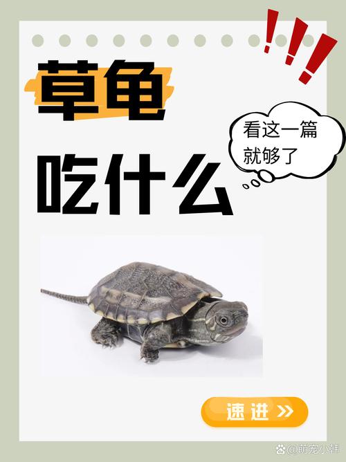水龟陆龟喂食有讲究(宠物龟吃什么食物) 水龟陆龟喂食有讲究(宠物龟吃什么食物)