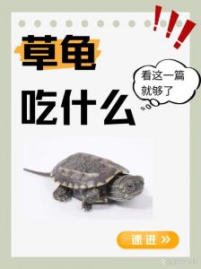 水龟陆龟喂食有讲究（宠物龟吃什么食物）