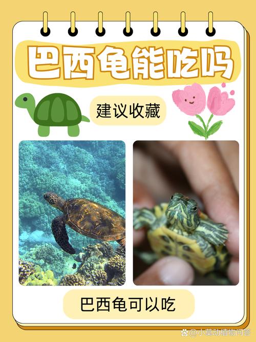小乌龟爱生肉,喂食要新鲜适量,防病助成长(小乌龟吃不吃鱼肉生的还是好的) 小乌龟爱生肉,喂食要新鲜适量,防病助成长(小乌龟吃不吃鱼肉生的还是好的)