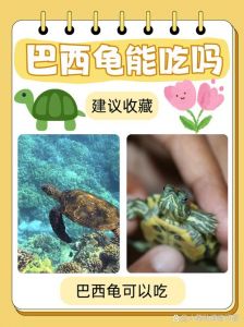 小乌龟爱生肉，喂食要新鲜适量，防病助成长（小乌龟吃不吃鱼肉生的还是好的）