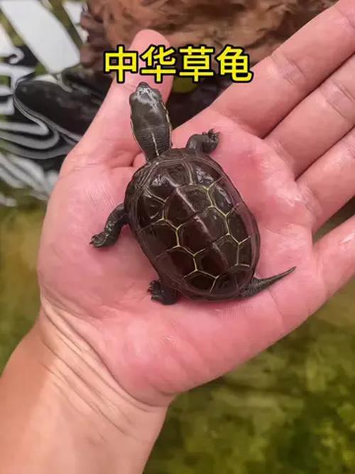 各地纹路多,珍稀变异需保护(草龟品种图片大全) 各地纹路多,珍稀变异需保护(草龟品种图片大全)
