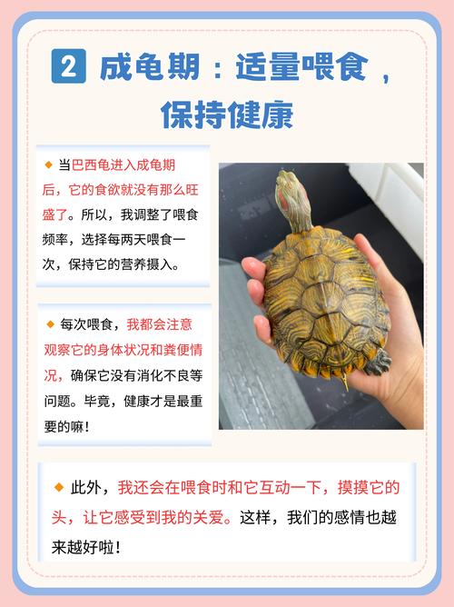 选健康小龟壳好色艳,建舒适水池,幼龟水位浅勤换水,幼龟肉食成龟蔬果(小巴西龟的养殖方法和注意事项) 选健康小龟壳好色艳,建舒适水池,幼龟水位浅勤换水,幼龟肉食成龟蔬果(小巴西龟的养殖方法和注意事项)