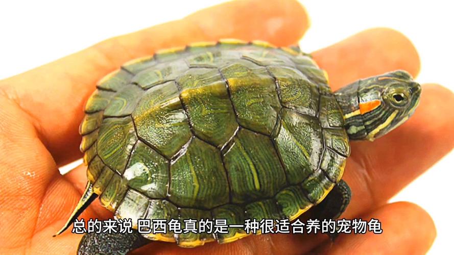 巴西龟食性为主,草龟互动情感更佳(巴西龟互动性好吗) 巴西龟食性为主,草龟互动情感更佳(巴西龟互动性好吗)