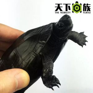 灵性饲养及繁殖知识（深水龟黄耳背是黑色的吗有灵性吗）