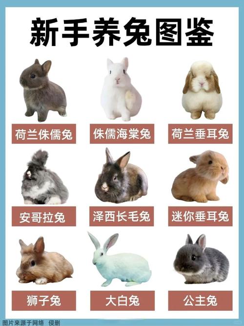 常见兔种特点与饲养须知(宠物兔的品种及图片详解) 常见兔种特点与饲养须知(宠物兔的品种及图片详解)