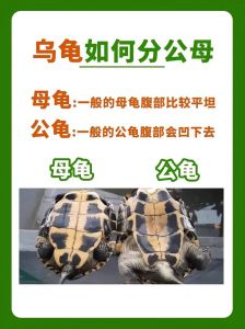 争阳光取暖，还看出龟等级（乌龟为什么喜欢趴在另一只乌龟身上）