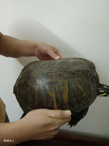 食量惊人寿命长,保护生态责任重(最大陆地龟吃素) 食量惊人寿命长,保护生态责任重(最大陆地龟吃素)