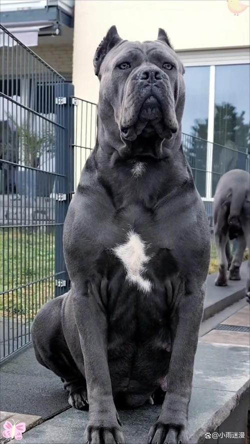 金毛拉布拉多萨摩耶等,选对适合家庭!(大型宠物犬都有哪些) 金毛拉布拉多萨摩耶等,选对适合家庭!(大型宠物犬都有哪些)