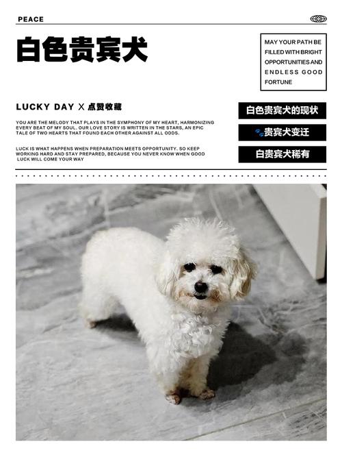 白色狗狗品种介绍及护理(白色宠物狗都有什么品种) 白色狗狗品种介绍及护理(白色宠物狗都有什么品种)