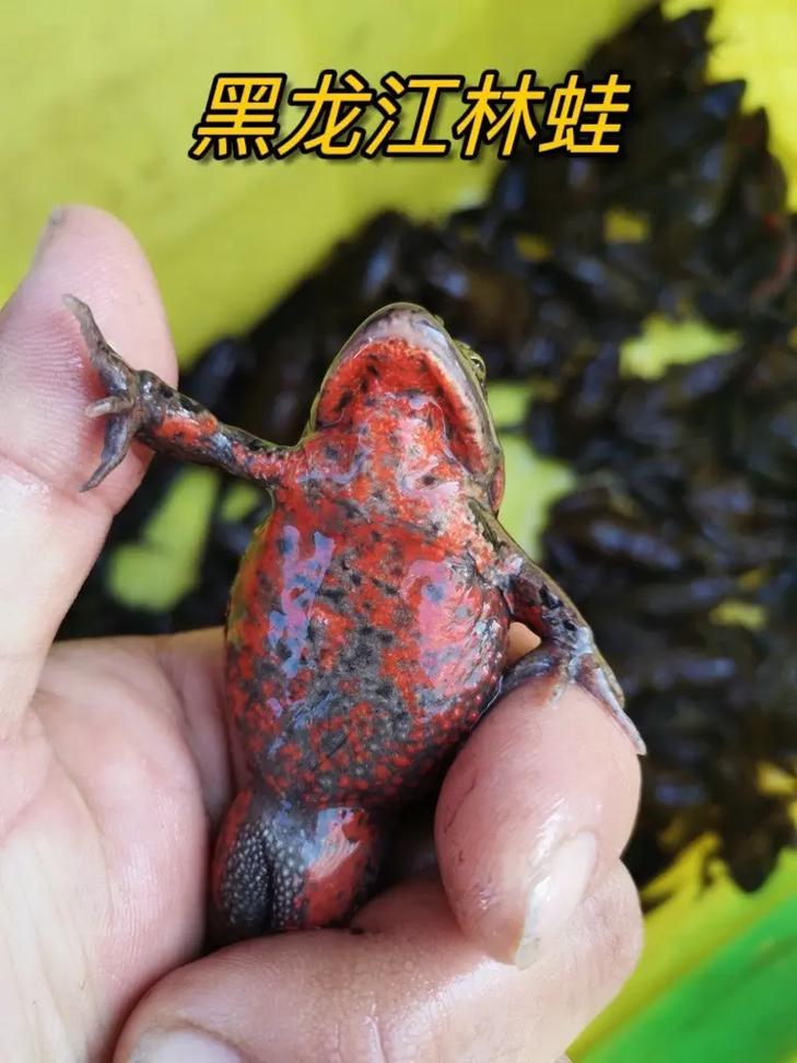 温度湿度环境要点(林蛙宠物) 温度湿度环境要点(林蛙宠物)