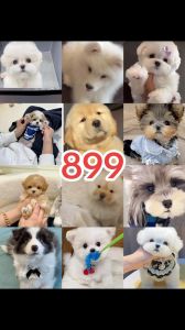 猫犬鸟仓鼠，宠物成家（马来西亚人喜欢养什么宠物）