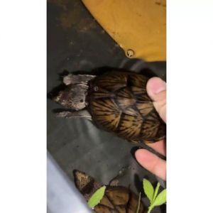 下蛋饲养全解析，安静龟带来时光感悟（老版巨头蛋龟图片）