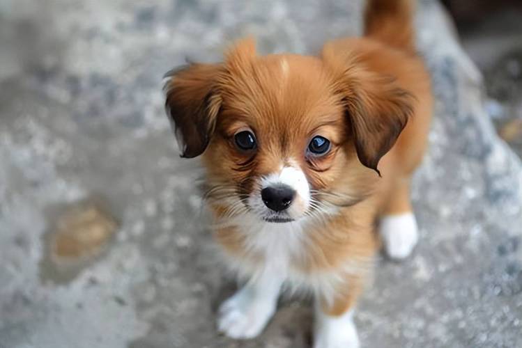 博美吉娃娃等,养狗需负责(宠物狗图片小型犬) 博美吉娃娃等,养狗需负责(宠物狗图片小型犬)