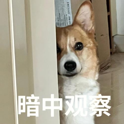 宠物表情包生成器，AI玩出趣！（宠物发生器表情包网站）