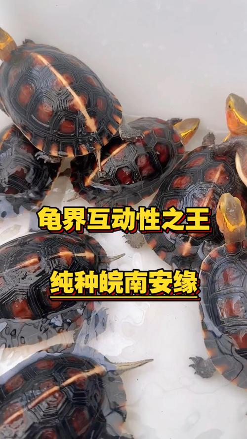稀有独特价格高（皖南安缘龟为什么贵）