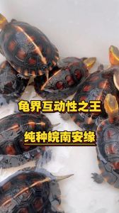 稀有独特价格高（皖南安缘龟为什么贵）