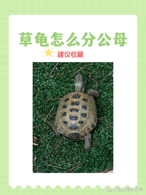 看尾巴腹甲前爪(中华草龟分公母图解) 看尾巴腹甲前爪(中华草龟分公母图解)