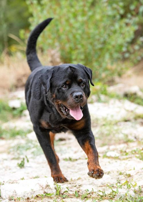 田园犬忠诚，藏獒威猛，大丹犬优雅（在中国大型宠物犬有哪些）