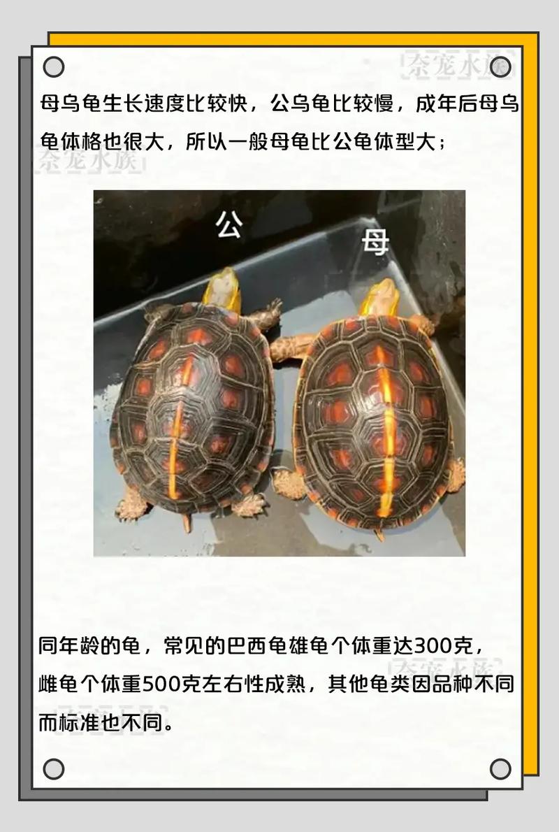 乌龟公母如何区分？看腹甲尾巴爪子！（乌龟公母怎么分辨图片）