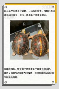 乌龟公母如何区分？看腹甲尾巴爪子！（乌龟公母怎么分辨图片）