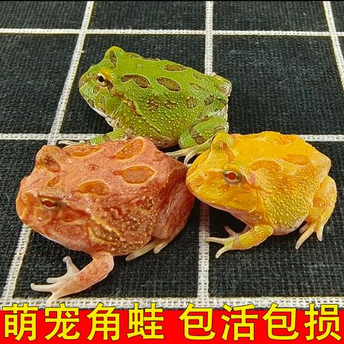 红眼金蛙小丑蛙等(有一种宠物蛙叫什么) 红眼金蛙小丑蛙等(有一种宠物蛙叫什么)
