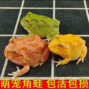 红眼金蛙小丑蛙等（有一种宠物蛙叫什么）