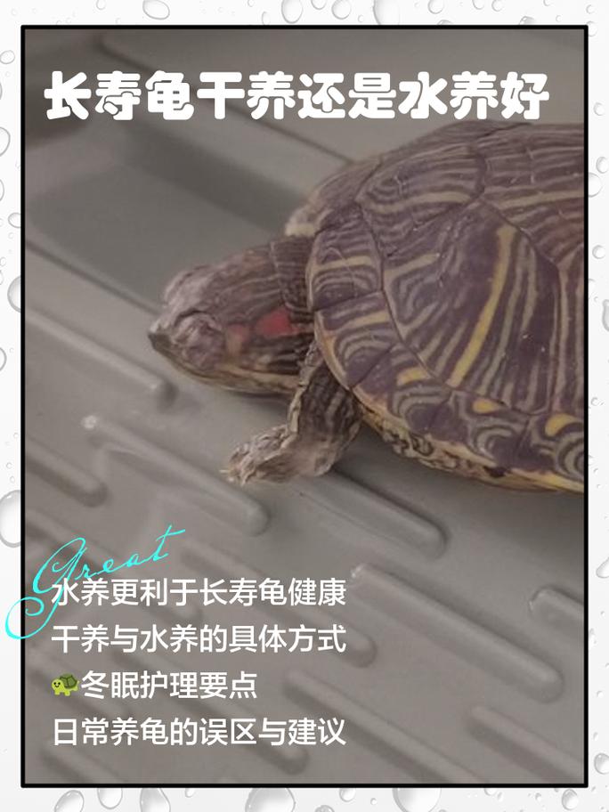 乌龟五行水火土金都沾,看环境怎么用(乌龟五行属水还是火) 乌龟五行水火土金都沾,看环境怎么用(乌龟五行属水还是火)