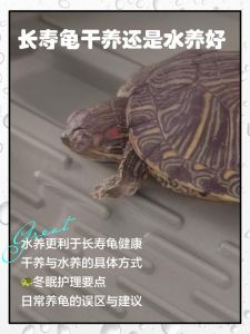乌龟五行水火土金都沾，看环境怎么用（乌龟五行属水还是火）