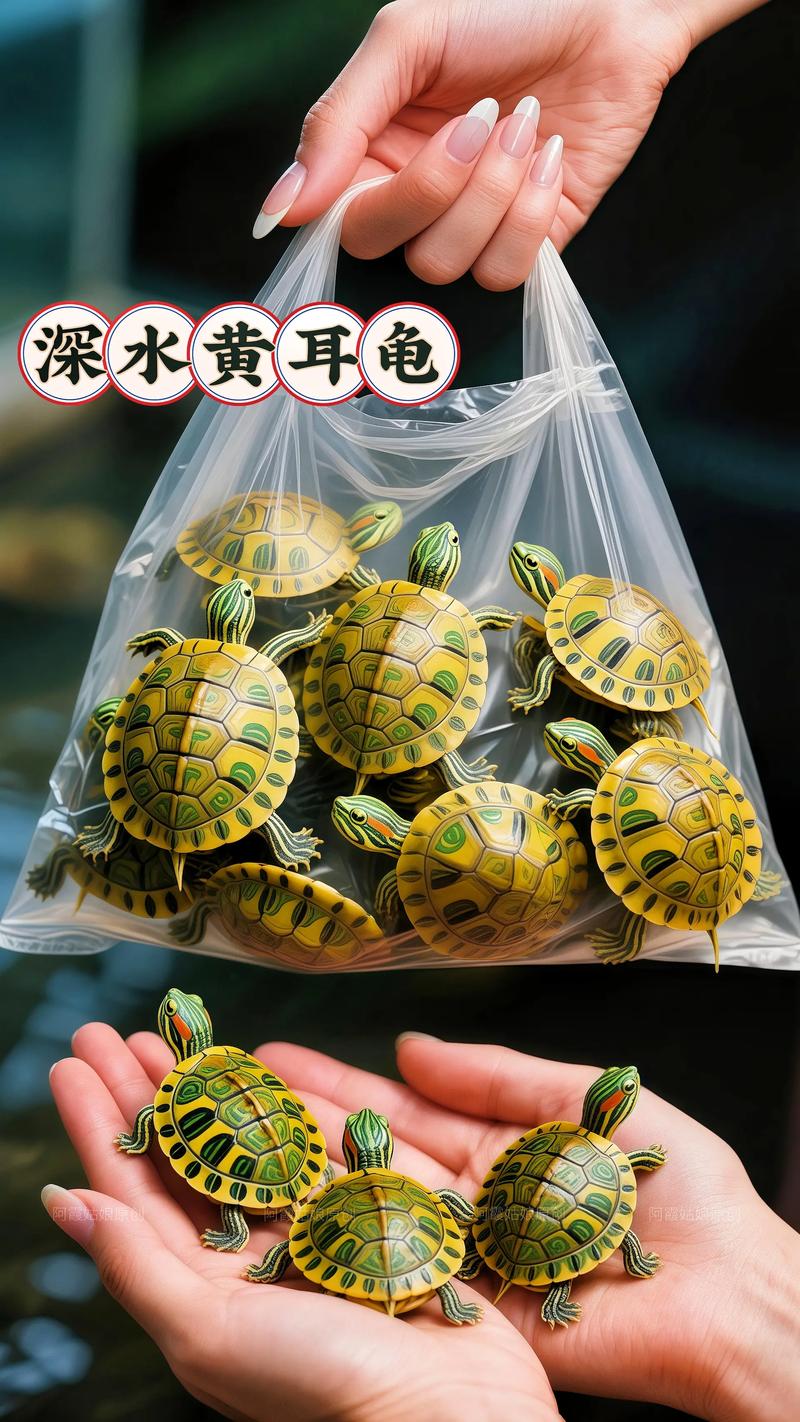 深水黄耳龟怎么养才长大?(深水黄耳龟最大多大) 深水黄耳龟怎么养才长大?(深水黄耳龟最大多大)