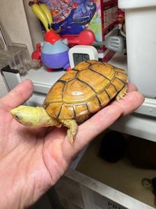 小青龟好养互动强，新手优选（小青龟品种怎么样）