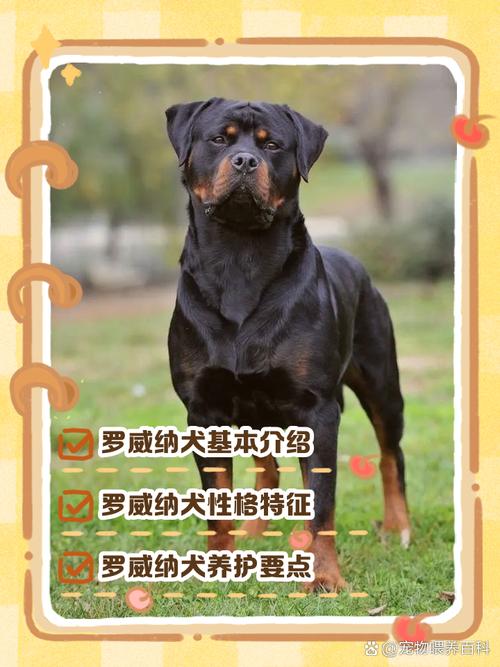 成龙电影宠物狗品种成谜?(成龙养的宠物狗是什么品种) 成龙电影宠物狗品种成谜?(成龙养的宠物狗是什么品种)