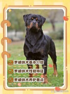 成龙电影宠物狗品种成谜？（成龙养的宠物狗是什么品种）