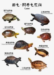 陆龟水龟海龟都有（国龟有哪些品种）