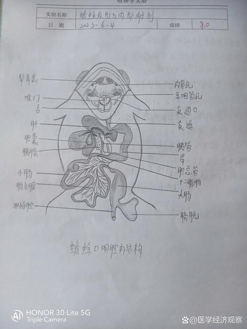 助教解剖实验,识器官心脏肾(蛙的消化系统结构图) 助教解剖实验,识器官心脏肾(蛙的消化系统结构图)
